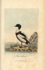 Shelduck  Anas Tadorna  Tadorna Tadorna Poster Print By ® Florilegius / Mary Evans - Item # VARMEL10937387