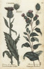 Lanc'D Gentle Thistle  Cirsium Vulgare  Andà Poster Print By ® Florilegius / Mary Evans - Item # VARMEL10935925