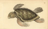 Hawksbill Sea Turtle  Eretmochelys Imbricataà Poster Print By ® Florilegius / Mary Evans - Item # VARMEL10940412