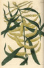 Thick Spiked Long-Leaved Acacia  Acacia Longifolia Poster Print By ® Florilegius / Mary Evans - Item # VARMEL10936037