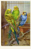 Budgerigars Poster Print By Mary Evans Picture Library/Peter & Dawn Cope Collection - Item # VARMEL10582574