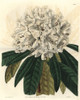 White Tree Rhododendron  Rhododendron Arboreum Var Album Poster Print By ® Florilegius / Mary Evans - Item # VARMEL10935215