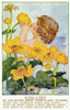 King Cups Poster Print By Mary Evans Picture Library/Peter & Dawn Cope Collection - Item # VARMEL10982037