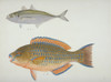 Plate 127 From The John Reeves Collection Poster Print By Mary Evans / Natural History Museum - Item # VARMEL10707314