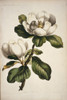 Magnolia Sp.  Magnolia Poster Print By Mary Evans / Natural History Museum - Item # VARMEL10712383