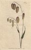 Great Quaking Grass With Golden Seeds Droopingà Poster Print By ® Florilegius / Mary Evans - Item # VARMEL10935017