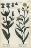 Bristly Oxtongue And Hawkweed Oxtongue Poster Print By ® Florilegius / Mary Evans - Item # VARMEL10935912