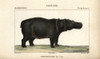 Cape Hippopotamus  Hippopotamus Amphibius Capensis Poster Print By ® Florilegius / Mary Evans - Item # VARMEL10938925