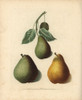 Pear Varieties  Pyrus Communis Poster Print By ® Florilegius / Mary Evans - Item # VARMEL10935714