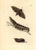 Elephant Hawkmoth  Deilephia Elpenor Poster Print By ® Florilegius / Mary Evans - Item # VARMEL10940819