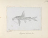 Hemidoras Stenopeltis  Catfish Poster Print By Mary Evans / Natural History Museum - Item # VARMEL10710804