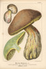 Bitter Beech Bolete  Boletus Calopus  Poisonous Poster Print By ® Florilegius / Mary Evans - Item # VARMEL10939314 Bitter Beech Bolete  Boletus Calopus  Poisonous Poster Print By ® Florilegius / Mary Evans - Item # VARMEL10939314