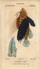Lionfish  Pterois Volitans  And Blue Blanquilloà Poster Print By ® Florilegius / Mary Evans - Item # VARMEL10938421