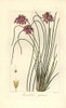 Rush Lily  Sowerbaea Juncea  Native To Australia Poster Print By ® Florilegius / Mary Evans - Item # VARMEL10934661