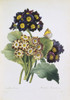 Primula Auricula  Primrose Poster Print By Mary Evans / Natural History Museum - Item # VARMEL10704956