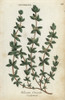 Crosswort  Cruciata Laevipes Poster Print By ® Florilegius / Mary Evans - Item # VARMEL10935956