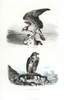 Osprey And Short-Toed Snake Eagle Poster Print By ® Florilegius / Mary Evans - Item # VARMEL10935791