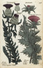 Woolly Headed Thistle And Milk Or Lady'S Thistle Poster Print By ® Florilegius / Mary Evans - Item # VARMEL10935924