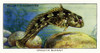 Wills' Cigarette Card - Smooth Blenny. Poster Print By Mary Evans Picture Library/Peter & Dawn Cope Collection - Item # VARMEL11066107