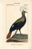 Himalayan Monal  Lophophorus Impejanus Poster Print By ® Florilegius / Mary Evans - Item # VARMEL10938984