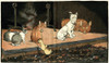 The Duckling Joins The Other Animals By The Fire Poster Print By Mary Evans Picture Library - Item # VARMEL10644923