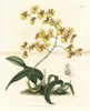 Oncidium Auricula Orchid Poster Print By ® Florilegius / Mary Evans - Item # VARMEL10940077