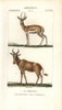 Corine Antelope  Antelope Corinna  And Extinctà Poster Print By ® Florilegius / Mary Evans - Item # VARMEL10936122