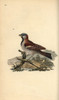 House Sparrow  Passer Domesticus Poster Print By ® Florilegius / Mary Evans - Item # VARMEL10936272