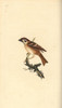 Eurasian Tree Sparrow  Passer Montanus Poster Print By ® Florilegius / Mary Evans - Item # VARMEL10936400