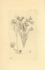 Protozoa  Vorticella Species Poster Print By ® Florilegius / Mary Evans - Item # VARMEL10940403