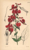 Large Red-Flowered Cuphea  Cuphea Cordata Poster Print By ® Florilegius / Mary Evans - Item # VARMEL10935023