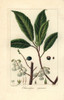 Blueberry Ash  Elaeocarpus Reticulatus  Native To Australia Poster Print By ® Florilegius / Mary Evans - Item # VARMEL10934645