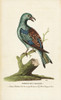 European Or Garrulous Roller  Coracia Garrulus Poster Print By ® Florilegius / Mary Evans - Item # VARMEL10937969