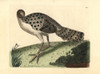 Gray Peacock-Pheasant  Polyplectron Bicalcaratum Poster Print By ® Florilegius / Mary Evans - Item # VARMEL10940657