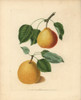 Pear Varieties  Pyrus Communis Poster Print By ® Florilegius / Mary Evans - Item # VARMEL10935709