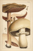 Forest Mushroom And Horse Mushroom Poster Print By ® Florilegius / Mary Evans - Item # VARMEL10936597