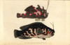 The Warty Or Clown Frogfish  Antennarius Maculatusà Poster Print By ® Florilegius / Mary Evans - Item # VARMEL10940300