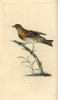 Brambling  Fringilla Montifringilla Poster Print By ® Florilegius / Mary Evans - Item # VARMEL10936397