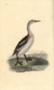 Great Crested Grebe  Podiceps Cristatus Poster Print By ® Florilegius / Mary Evans - Item # VARMEL10936319