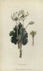 Bloodroot  Sanguinaria Canadensis Poster Print By ® Florilegius / Mary Evans - Item # VARMEL10936741