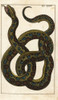 Boa Constrictor Poster Print By ® Florilegius / Mary Evans - Item # VARMEL10941754