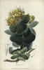 Native Yellow Honeysuckle  Lonicera Flava Poster Print By ® Florilegius / Mary Evans - Item # VARMEL10936767