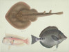 Plate 146 From The John Reeves Collection Poster Print By Mary Evans / Natural History Museum - Item # VARMEL10707333