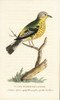 Yellow Rumped Warbler  Setophaga Coronata Poster Print By ® Florilegius / Mary Evans - Item # VARMEL10937948