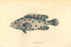 Unknown Or Extinct Species Of Grouper Fish  Anthias Argus Poster Print By ® Florilegius / Mary Evans - Item # VARMEL10940551