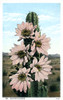 Cactus In Bloom - Arizona  Usa Poster Print By Mary Evans / Grenville Collins Postcard Collection - Item # VARMEL10718096