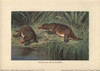 Duck-Billed Platypus  Ornithorhynchus Anatinusà Poster Print By ® Florilegius / Mary Evans - Item # VARMEL10937699