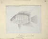 Heros Severus  Severum Poster Print By Mary Evans / Natural History Museum - Item # VARMEL10987524
