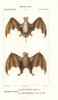 Egyptian Free-Tailed Bat  Tadarida Aegyptiacaà Poster Print By ® Florilegius / Mary Evans - Item # VARMEL10936140