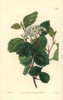 Douglas Thorn Tree Or Black Hawthorn  Crataegus Douglasii Poster Print By ® Florilegius / Mary Evans - Item # VARMEL10935333